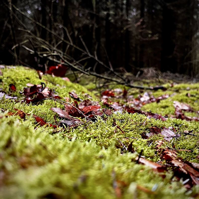 Photograph by James Aletsch