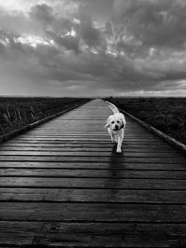 Photograph by James Aletsch